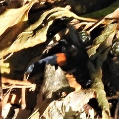 Psorthaspis brimleyi