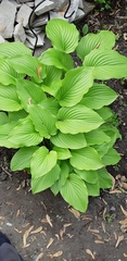 Hosta ventricosa