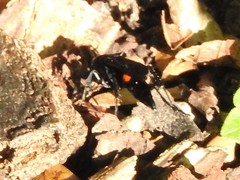 Psorthaspis brimleyi