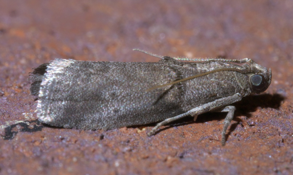 Hickory Shoot Borer Moth