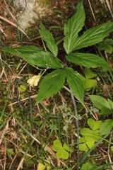 Cardamine enneaphyllos