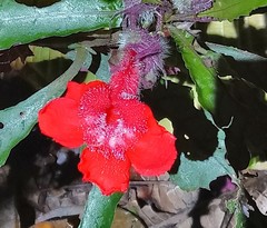 Nautilocalyx erytranthus