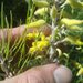 Persoonia saccata - Photo (c) daniel_heald, μερικά δικαιώματα διατηρούνται (CC BY-NC-SA), uploaded by daniel_heald