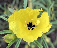 Oenothera berlandieri pinifolia