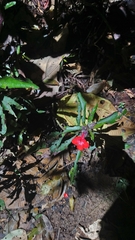 Nautilocalyx erytranthus