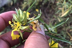 Oenothera berlandieri pinifolia