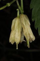 Cardamine enneaphyllos