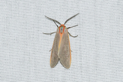 Pygarctia abdominalis