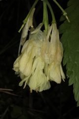 Cardamine enneaphyllos