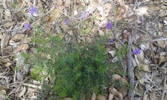 Platytheca galioides