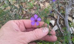 Platytheca galioides