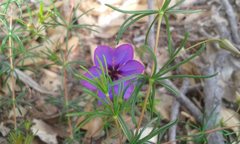 Platytheca galioides