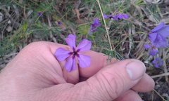 Platytheca galioides