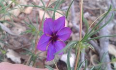 Platytheca galioides