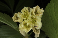 Cardamine enneaphyllos