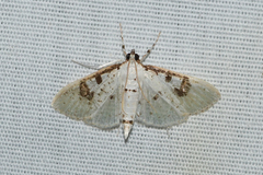 Palpita illibalis