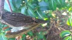 Oncopeltus unifasciatellus