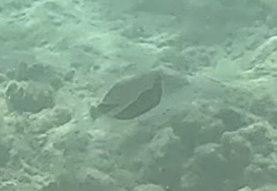 タスキモンガラ