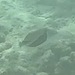 タスキモンガラ