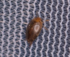 Laccophilus proximus