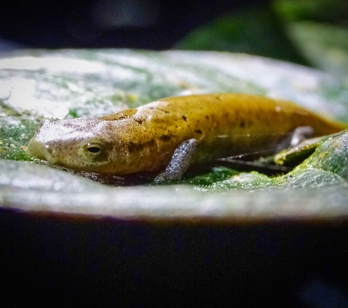 Walker's Mushroomtongue Salamander, Bolitoglossa walkeri