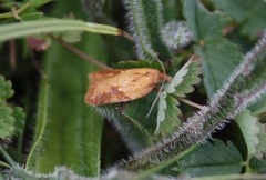 Acleris aspersana