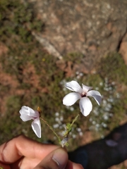 Linum suffruticosum