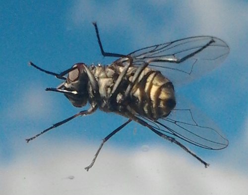 Stable Fly, photo 7 of 7