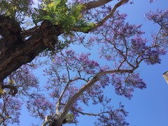 Jacaranda acutifolia