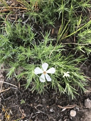 Phlox hoodii