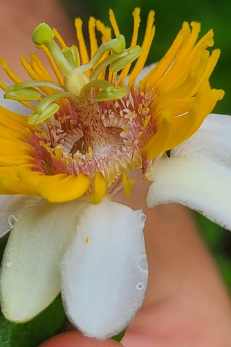 Velvet Leaf Passion Flower (Passiflora holosericea)