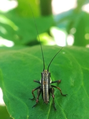 Eupholidoptera