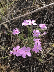 Phlox longifolia