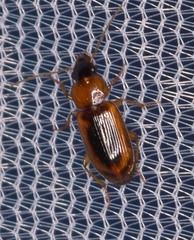 Stenolophus dissimilis