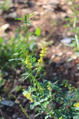 Melilotus officinalis