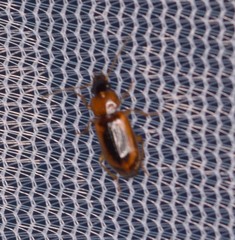 Stenolophus dissimilis