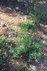 Melilotus officinalis