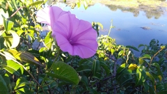 Ipomoea asarifolia