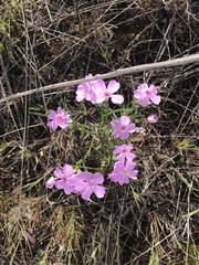 Phlox longifolia