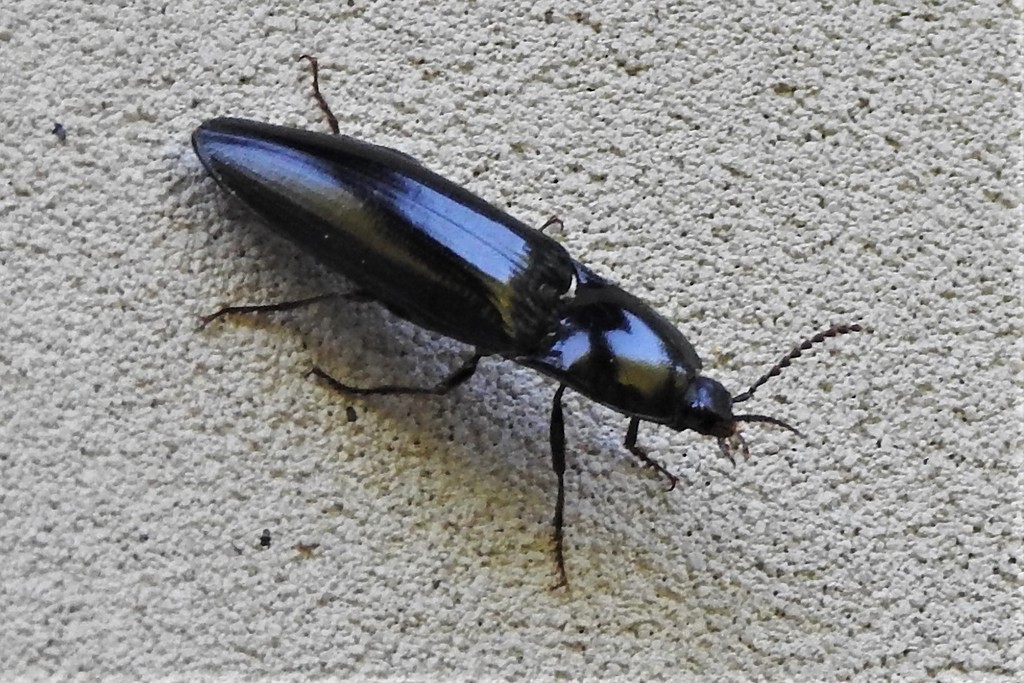 Melanactes piceus