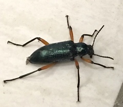 Strongylium erythrocephalum