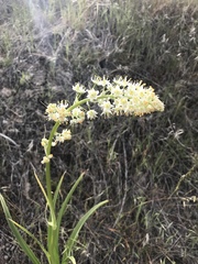 Toxicoscordion paniculatum
