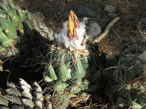 Coryphantha pallida