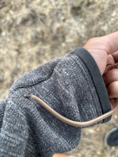 Plains Black-headed Snake