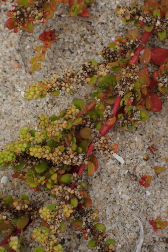 Herniaria ciliolata, photograph 1