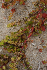 author not stated, no rights reserved Herniaria ciliolata, photograph author not stated, no rights reserved