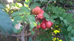 Paullinia pinnata
