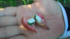 Paullinia pinnata