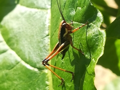 Eupholidoptera