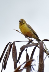 Crithagra dorsostriata